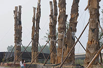 安徽合肥98棵天價(jià)古樹集體死亡