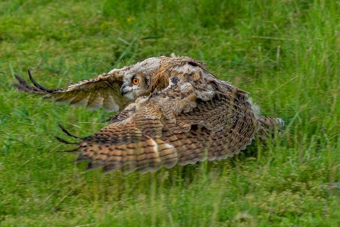 呼倫貝爾草原現(xiàn)稀有鳥類雕鸮