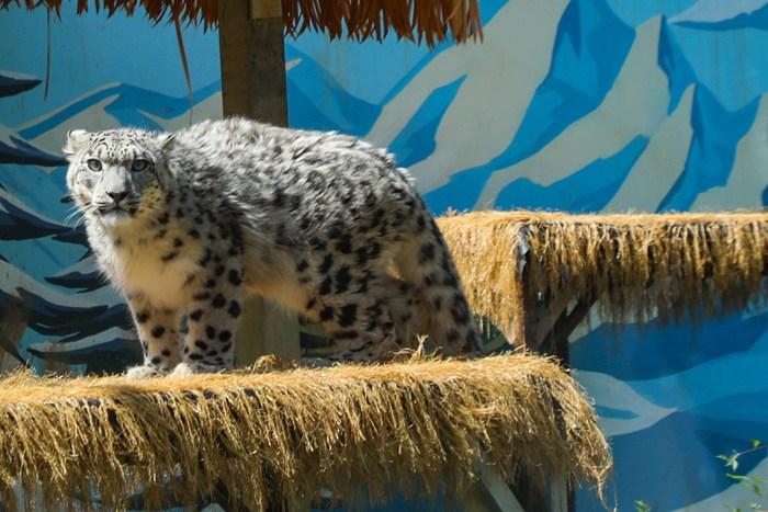 青海西寧：網(wǎng)紅雪豹“凌小蟄”康復訓練引關注