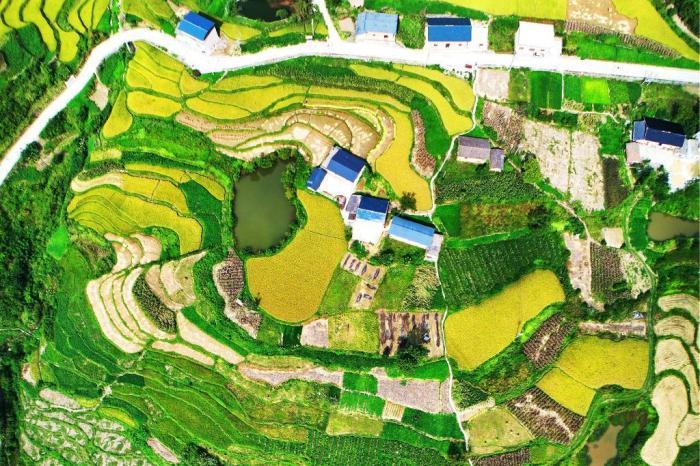 湖北三峽庫區(qū)高山梯田“豐”景如畫