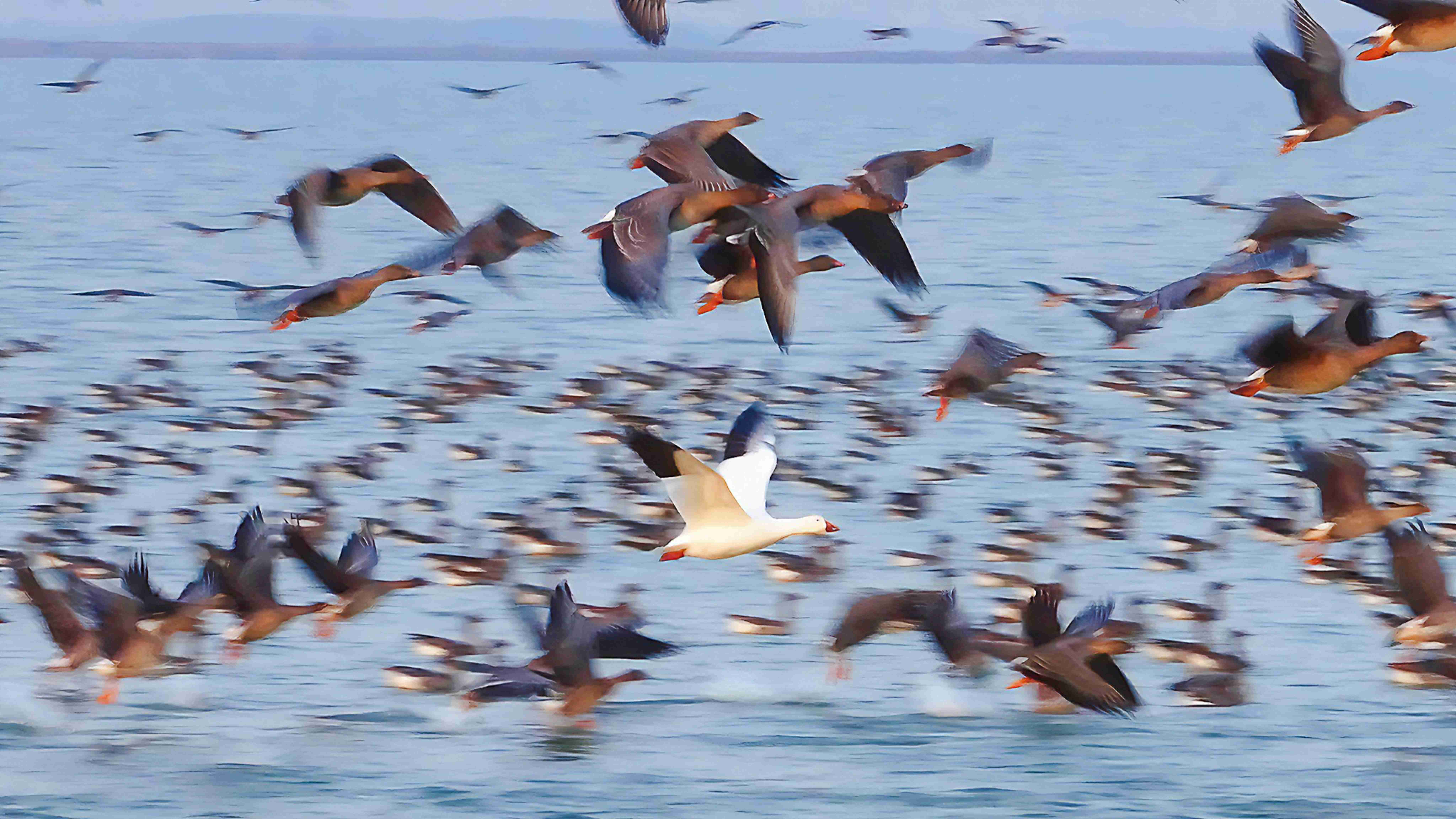 增至335種！衡水湖首次記錄到國(guó)內(nèi)罕見鳥類雪雁