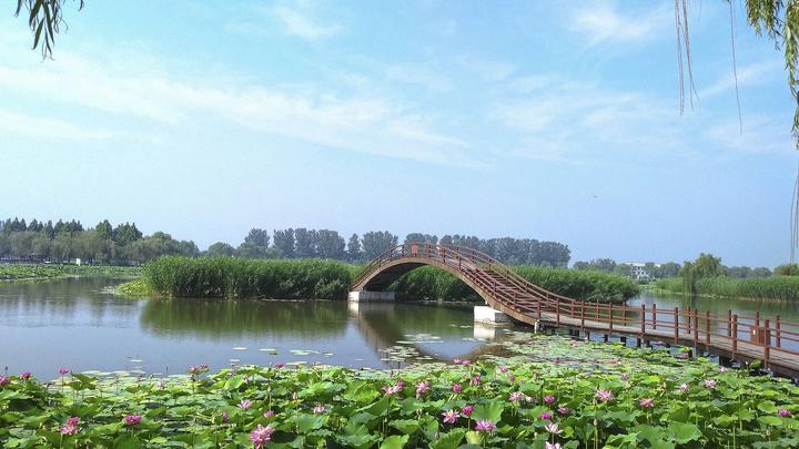 江山如此多嬌丨荷開十里，不如泛舟白洋淀，和你……